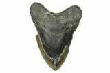 Bargain, Fossil Megalodon Tooth - Serrated Blade #343383-1
